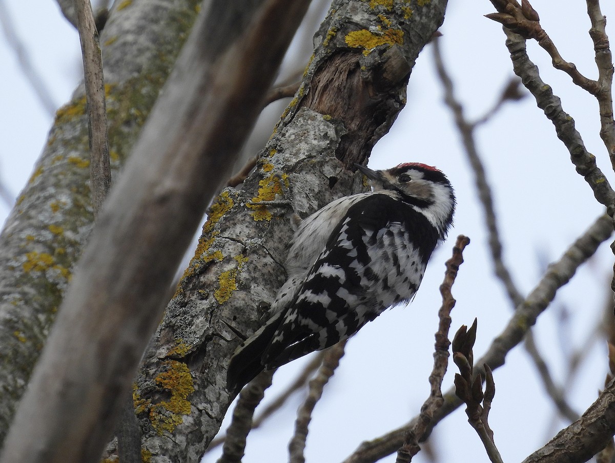 Lesser Spotted Woodpecker - Alfonso Rodrigo