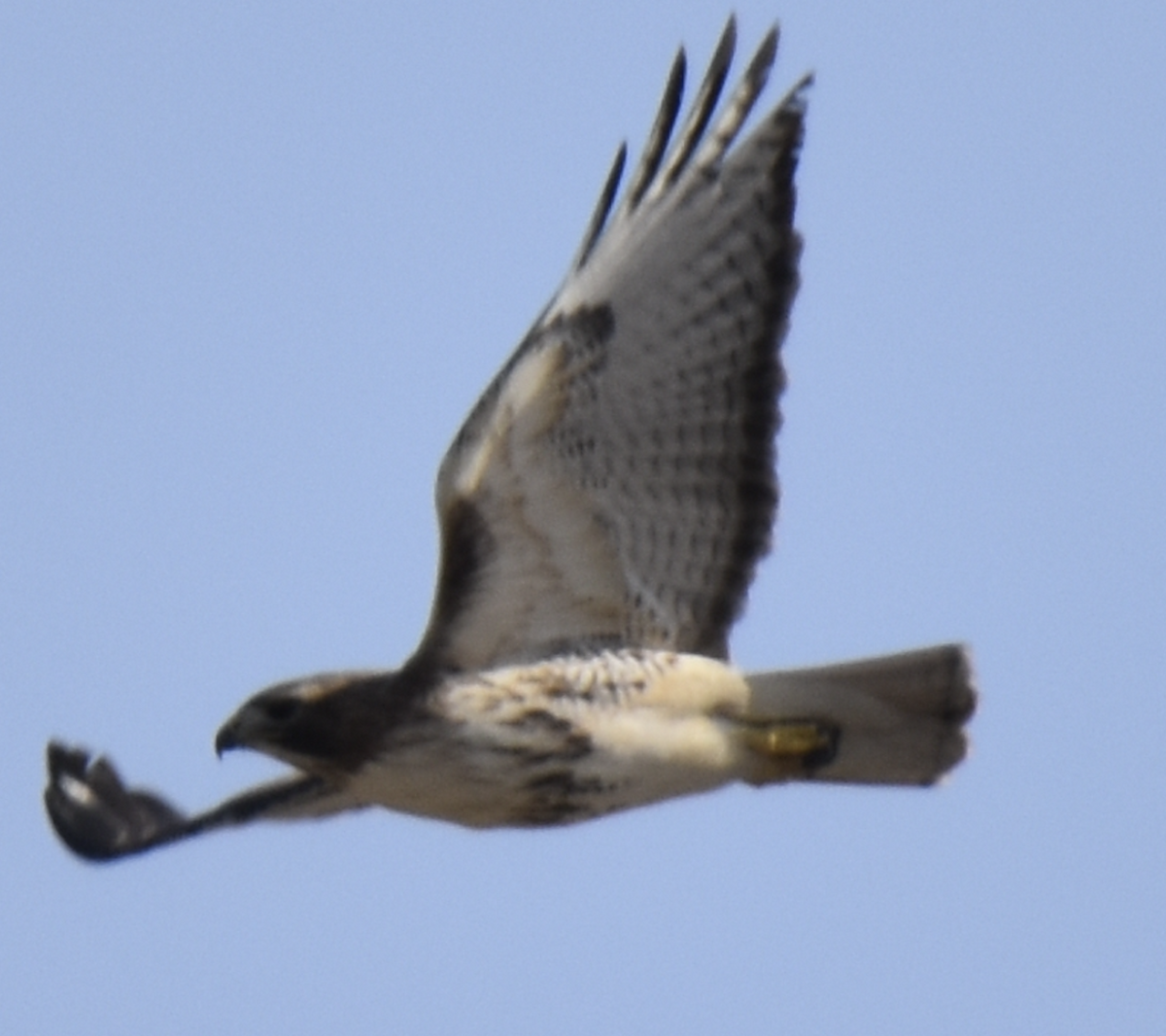 Red-tailed Hawk (abieticola) - Brendan .