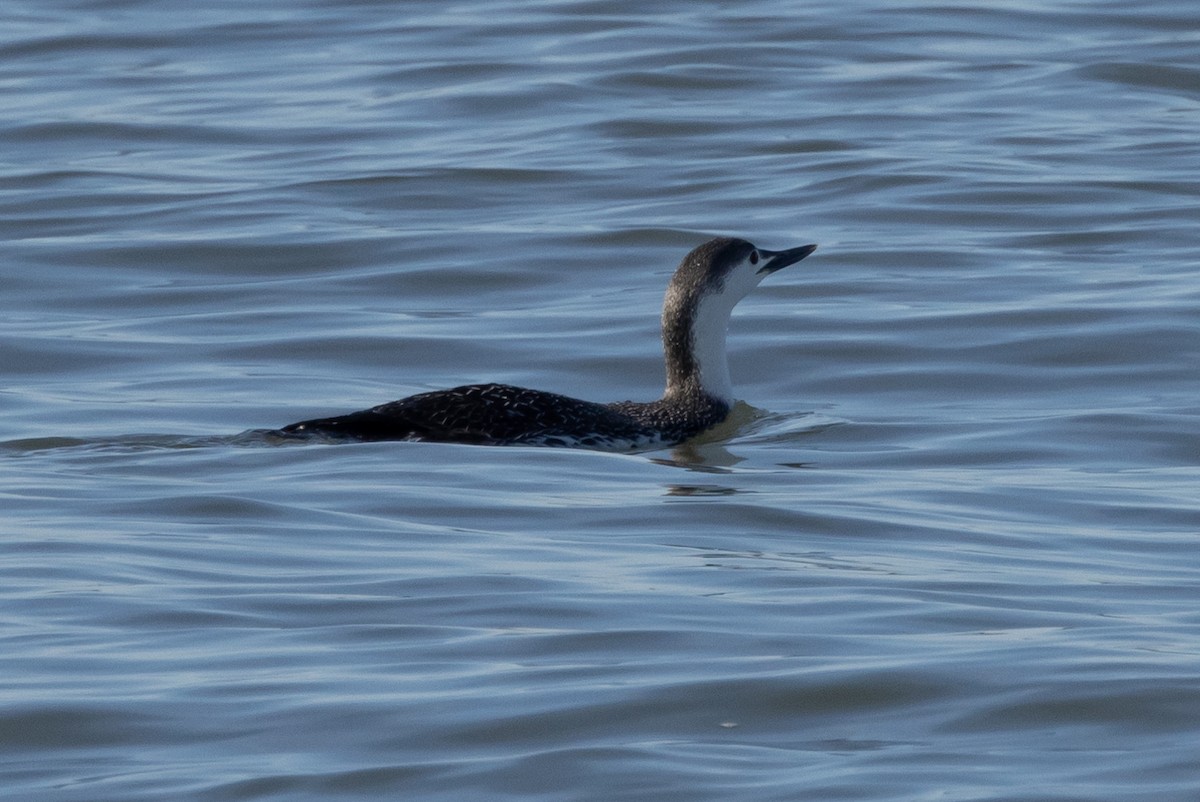 Red-throated Loon - ML615354902