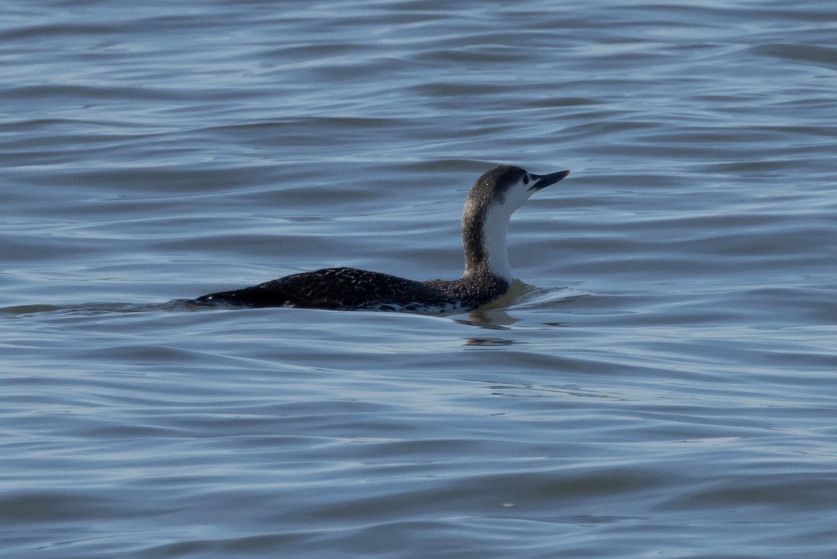 Plongeon catmarin - ML615354902