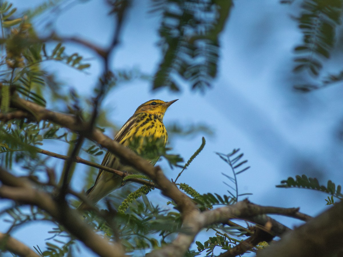 Cape May Warbler - ML615354915