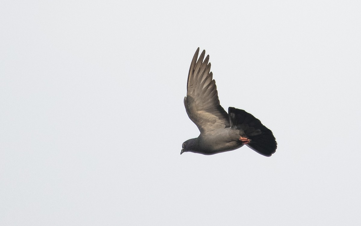 Rock Pigeon (Feral Pigeon) - ML615354927