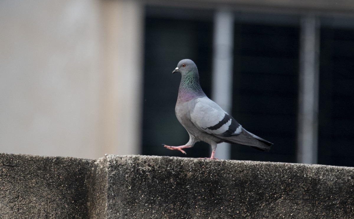 Rock Pigeon (Feral Pigeon) - ML615354928