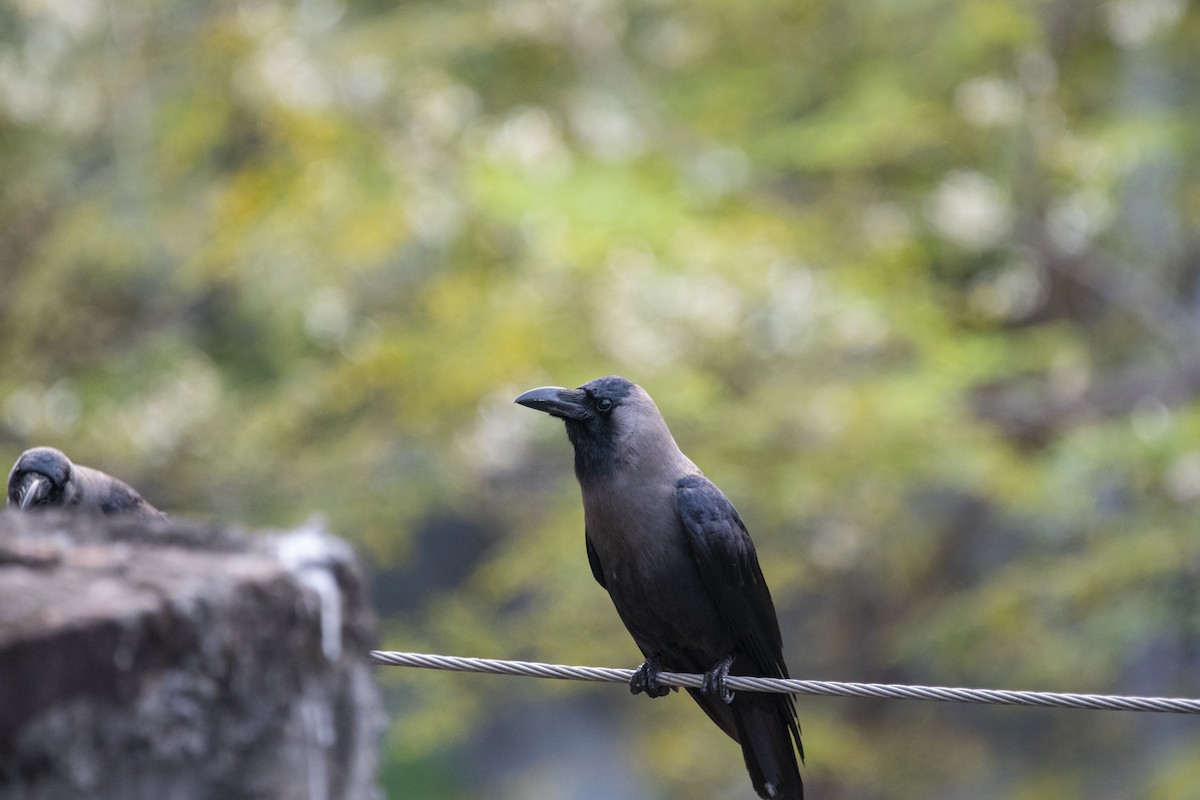 House Crow - ML615354951