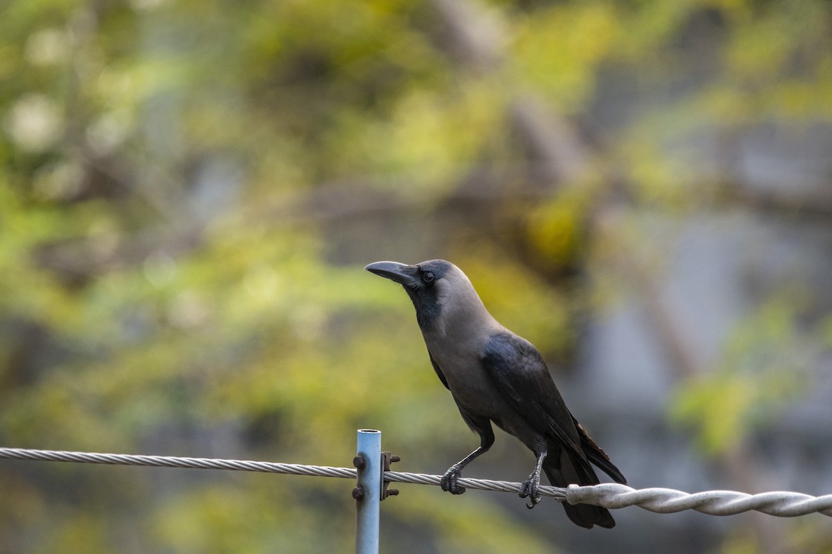 House Crow - ML615354952