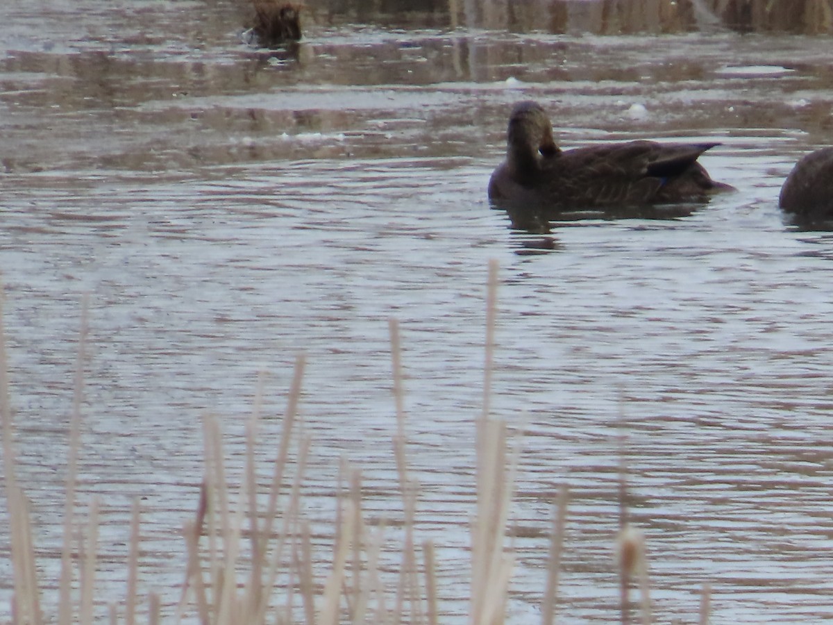 American Black Duck - ML615355089