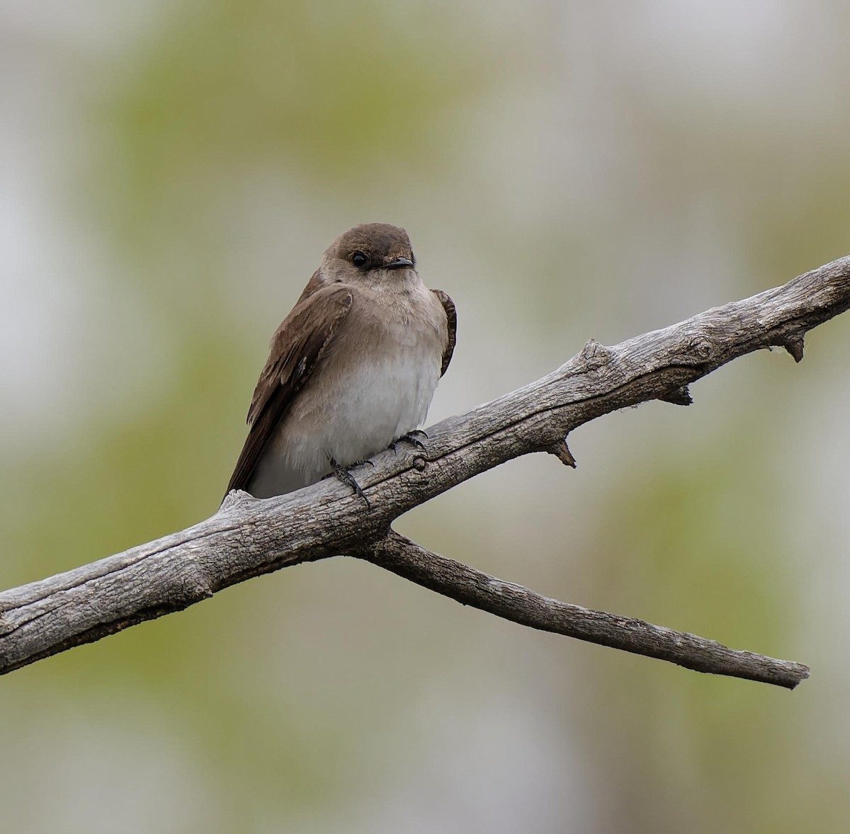 Northern Rough-winged Swallow - ML615355123
