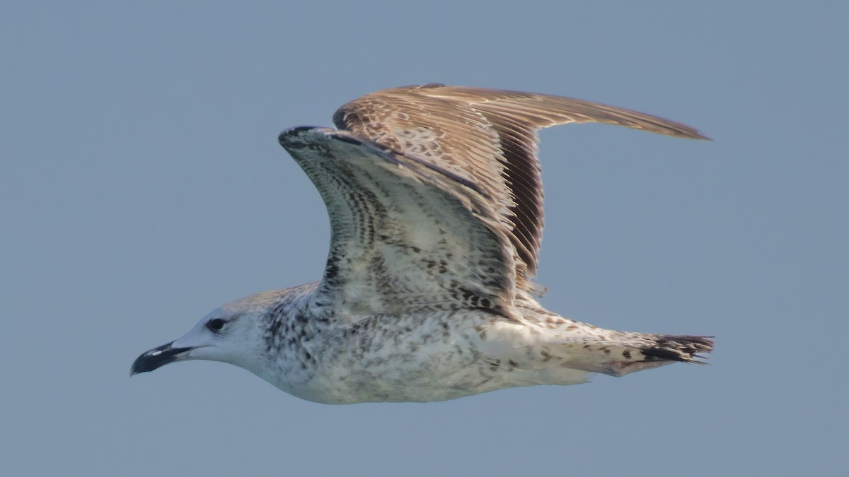 Caspian Gull - ML615355148