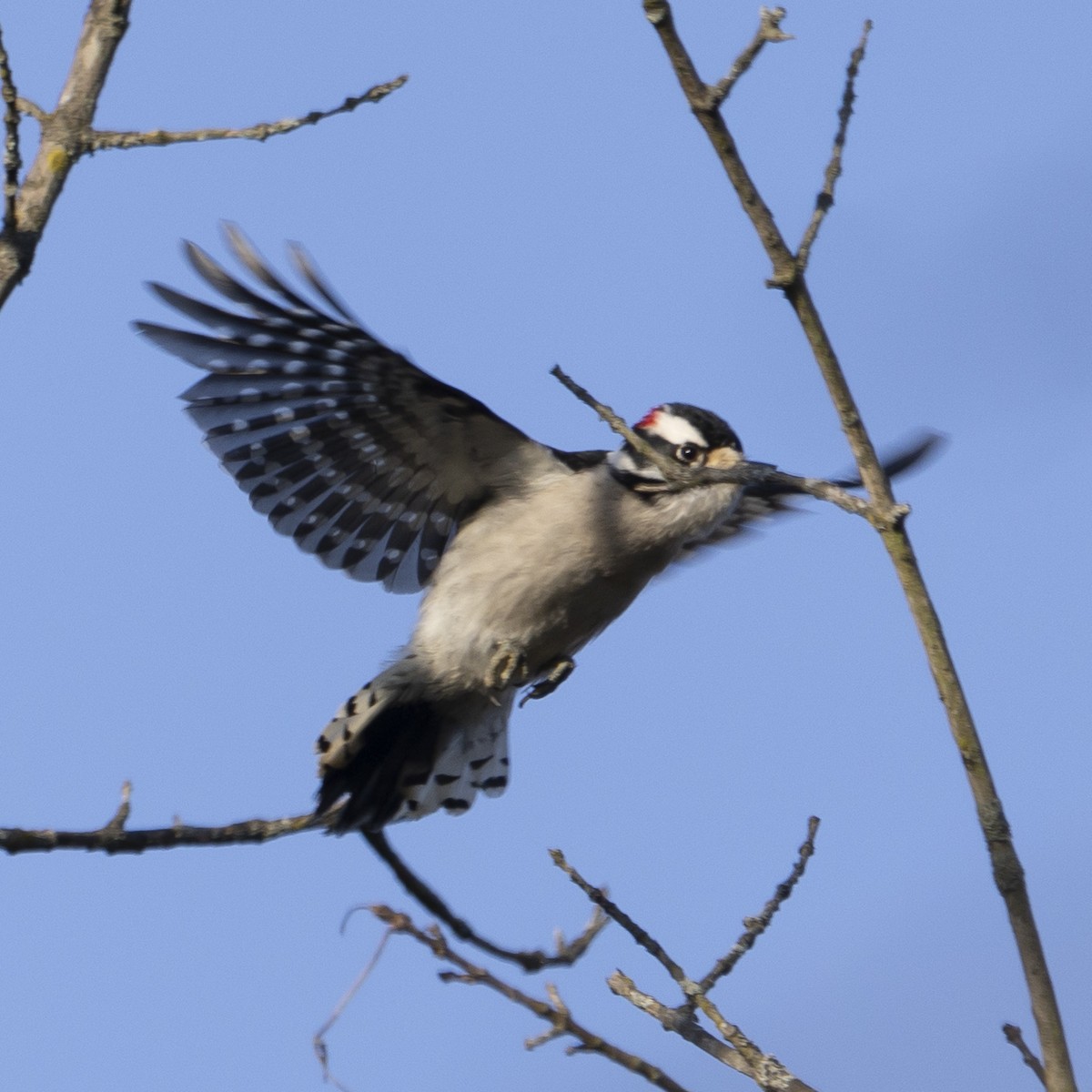 Downy Woodpecker - ML615355166