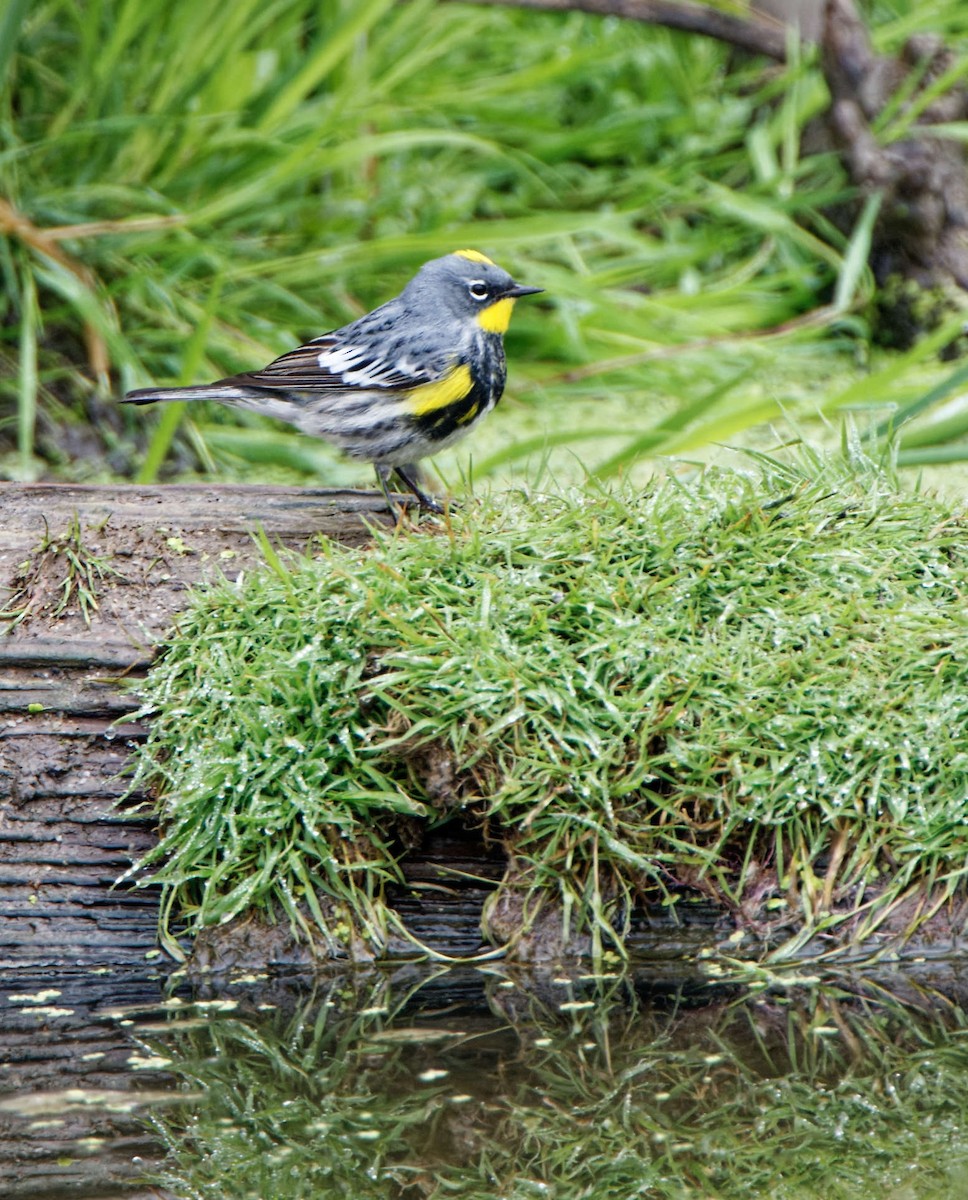 Yellow-rumped Warbler (Audubon's) - ML615355175