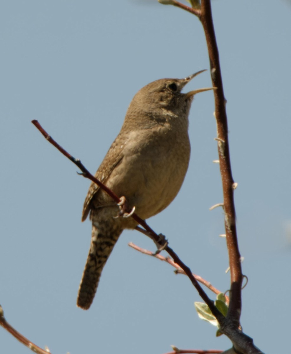 House Wren - ML615355181