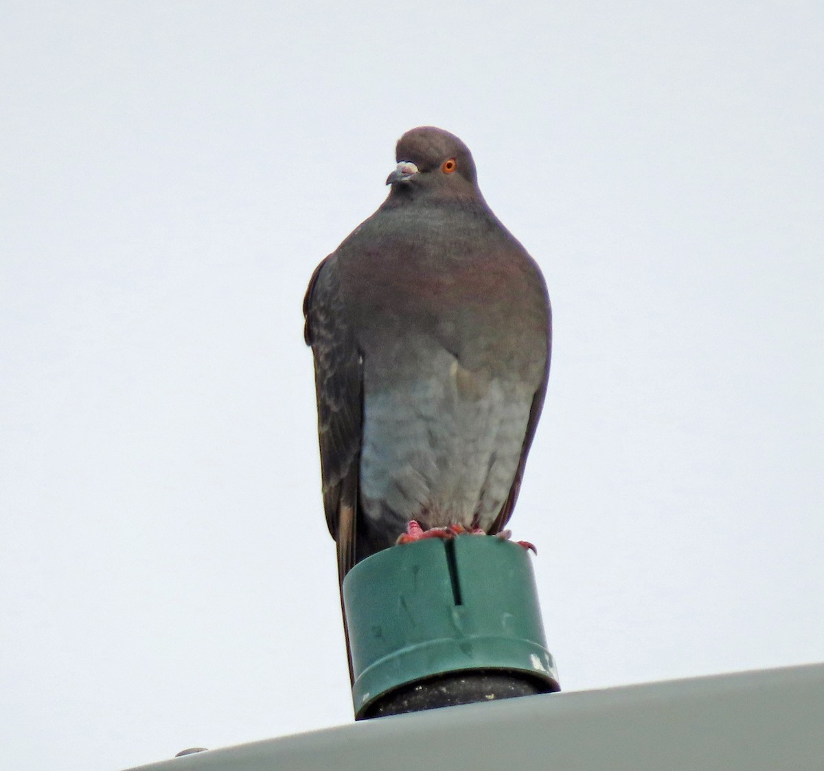 Rock Pigeon (Feral Pigeon) - Jim Scott