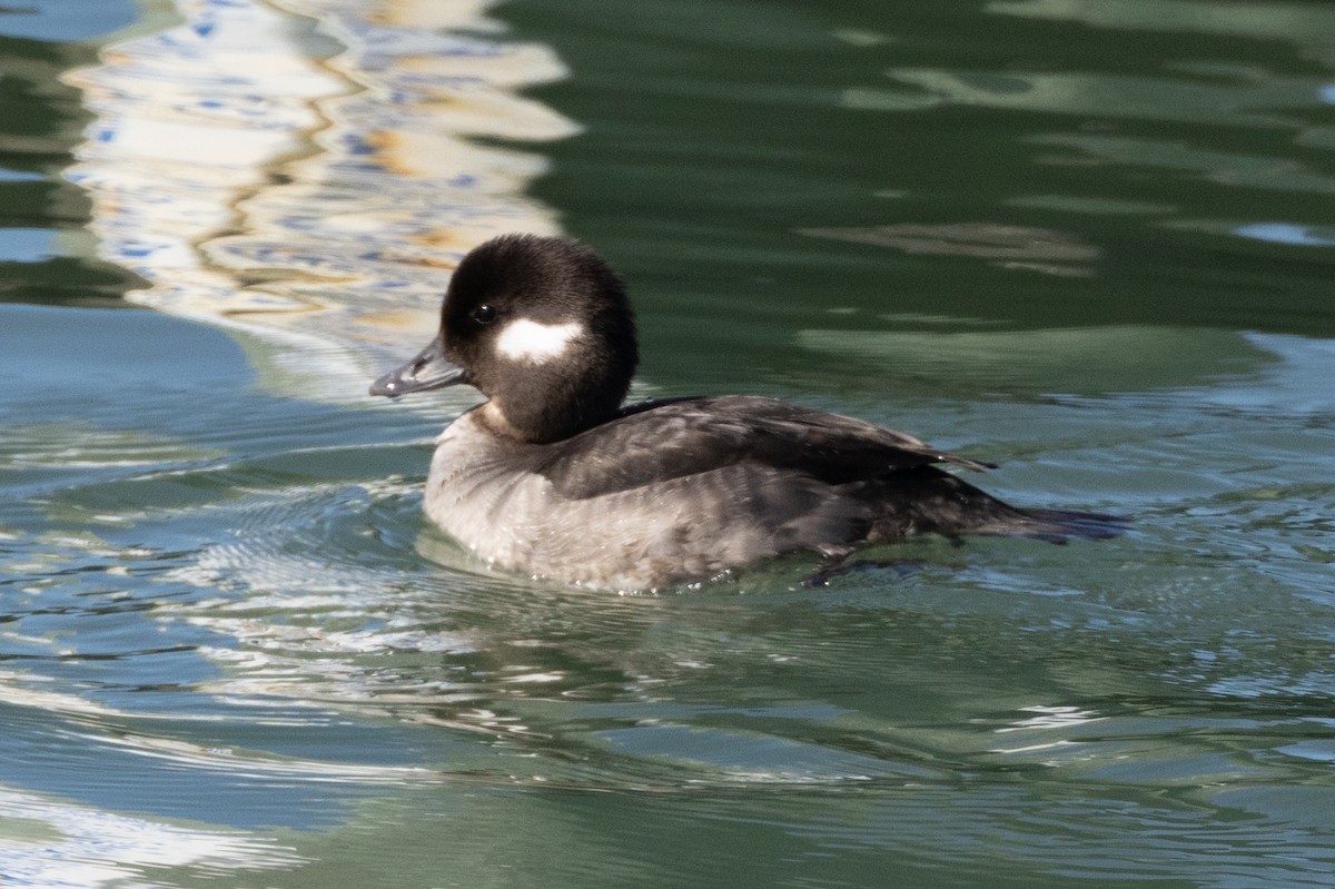 Bufflehead - ML615355274