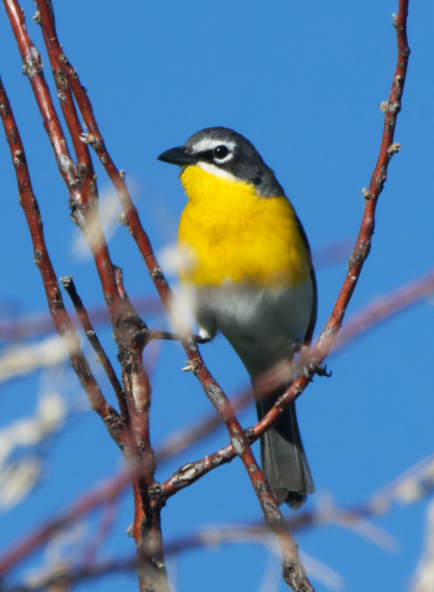 Yellow-breasted Chat - ML615355303