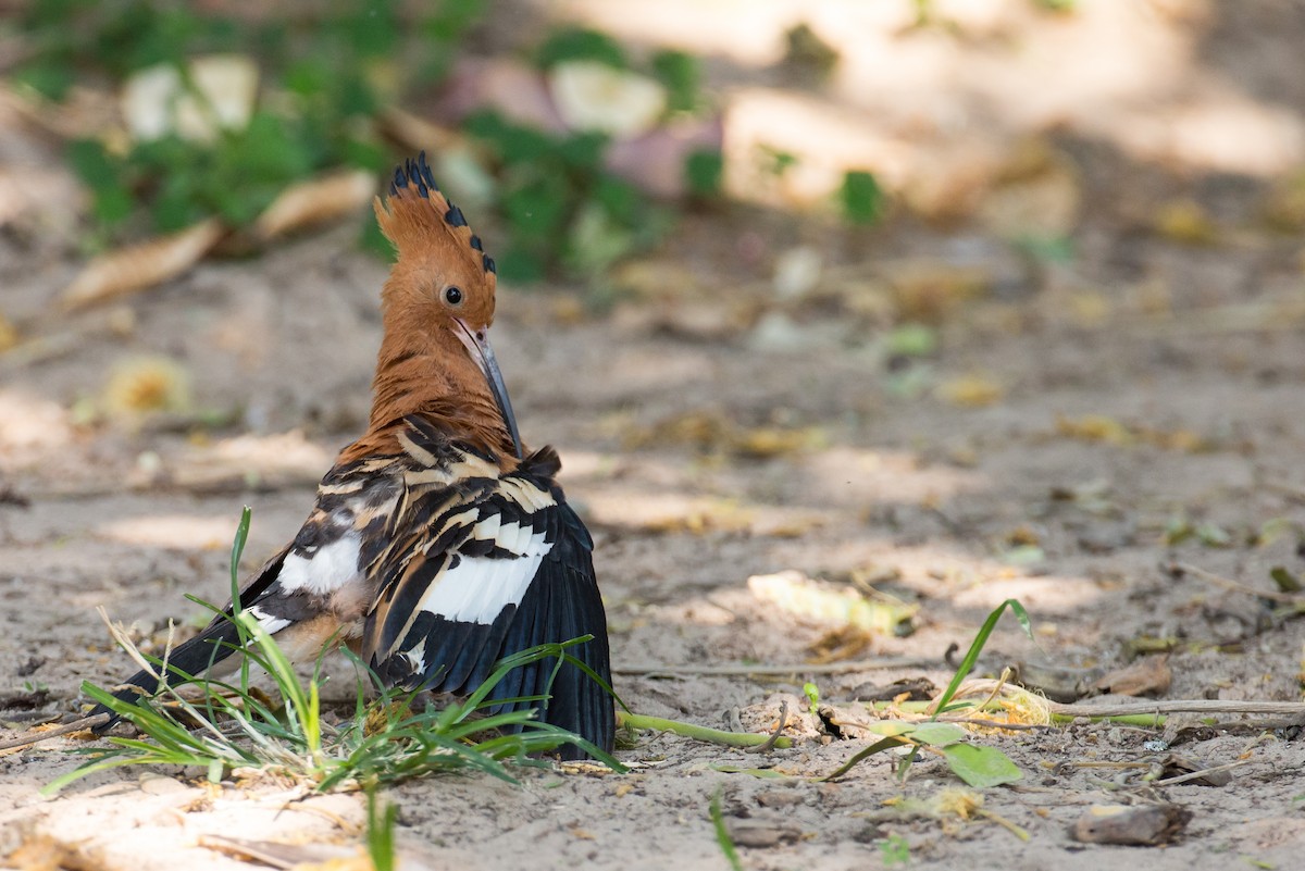 Common Hoopoe (African) - Klaus T