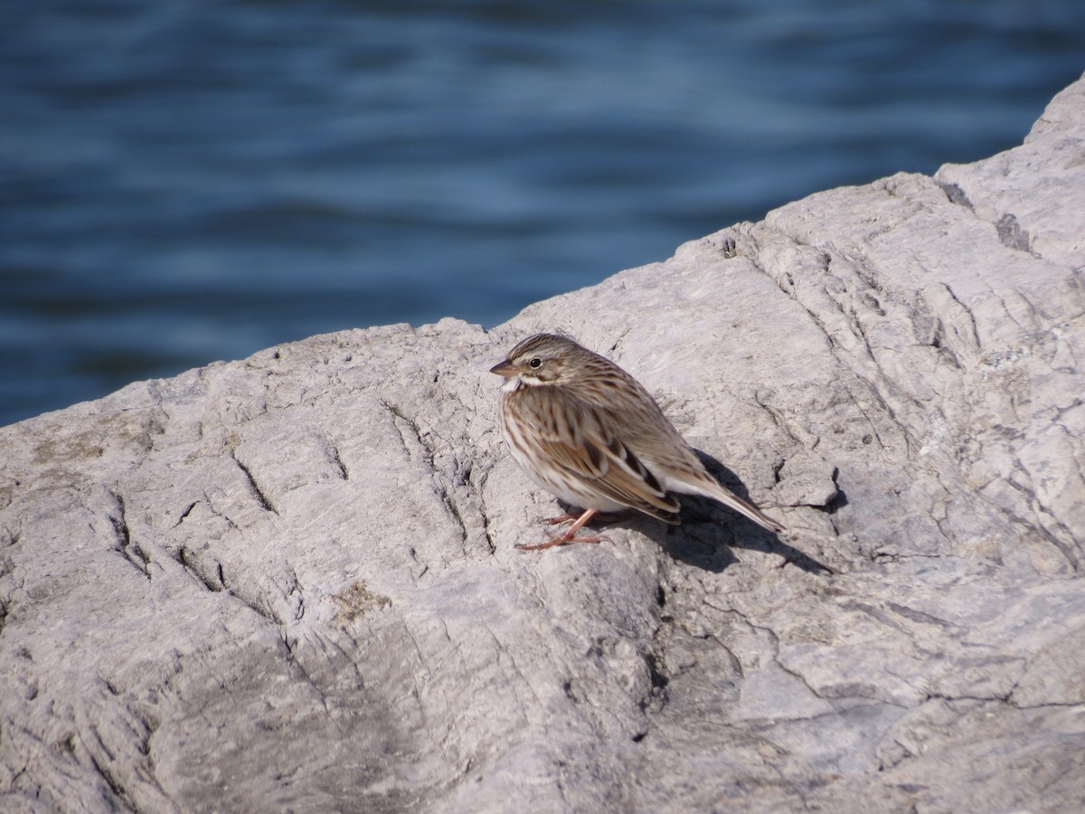 Savannah Sparrow (Ipswich) - Katie Bird