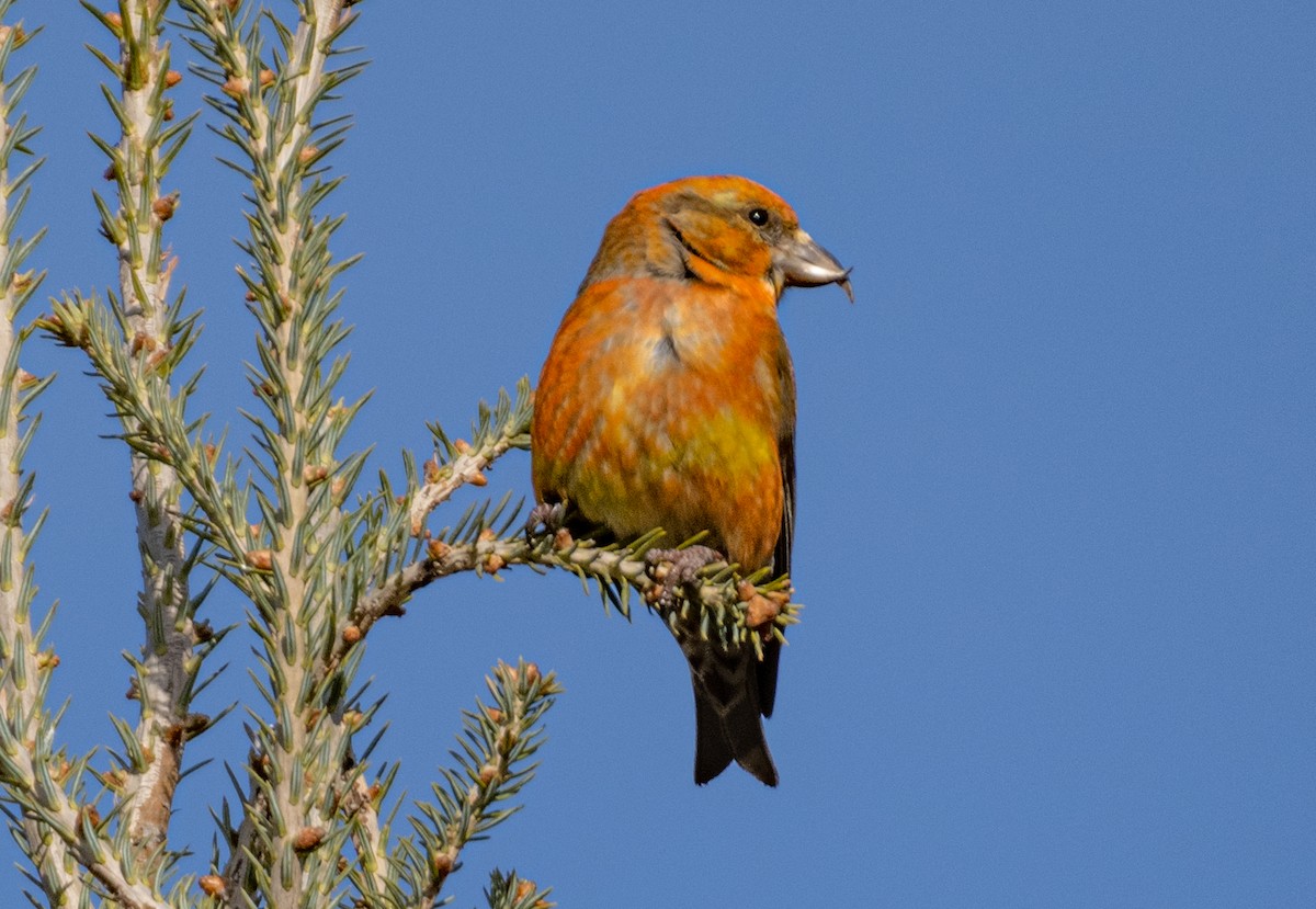 Bec-croisé des sapins - ML615355359