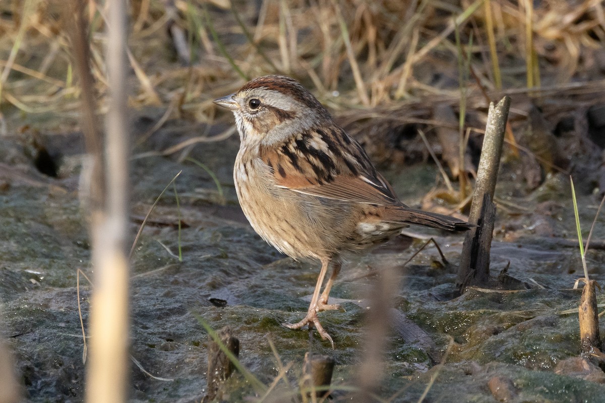 Swamp Sparrow - ML615355368