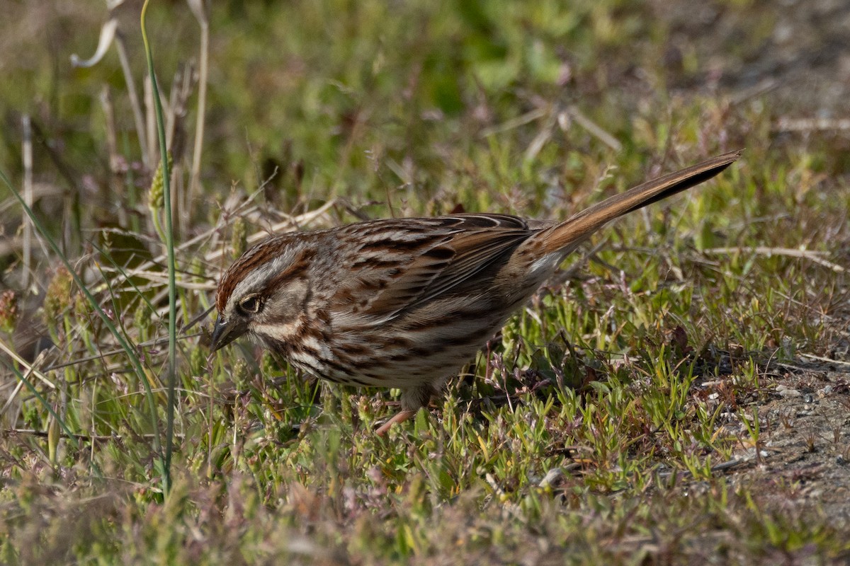 Song Sparrow - ML615355374