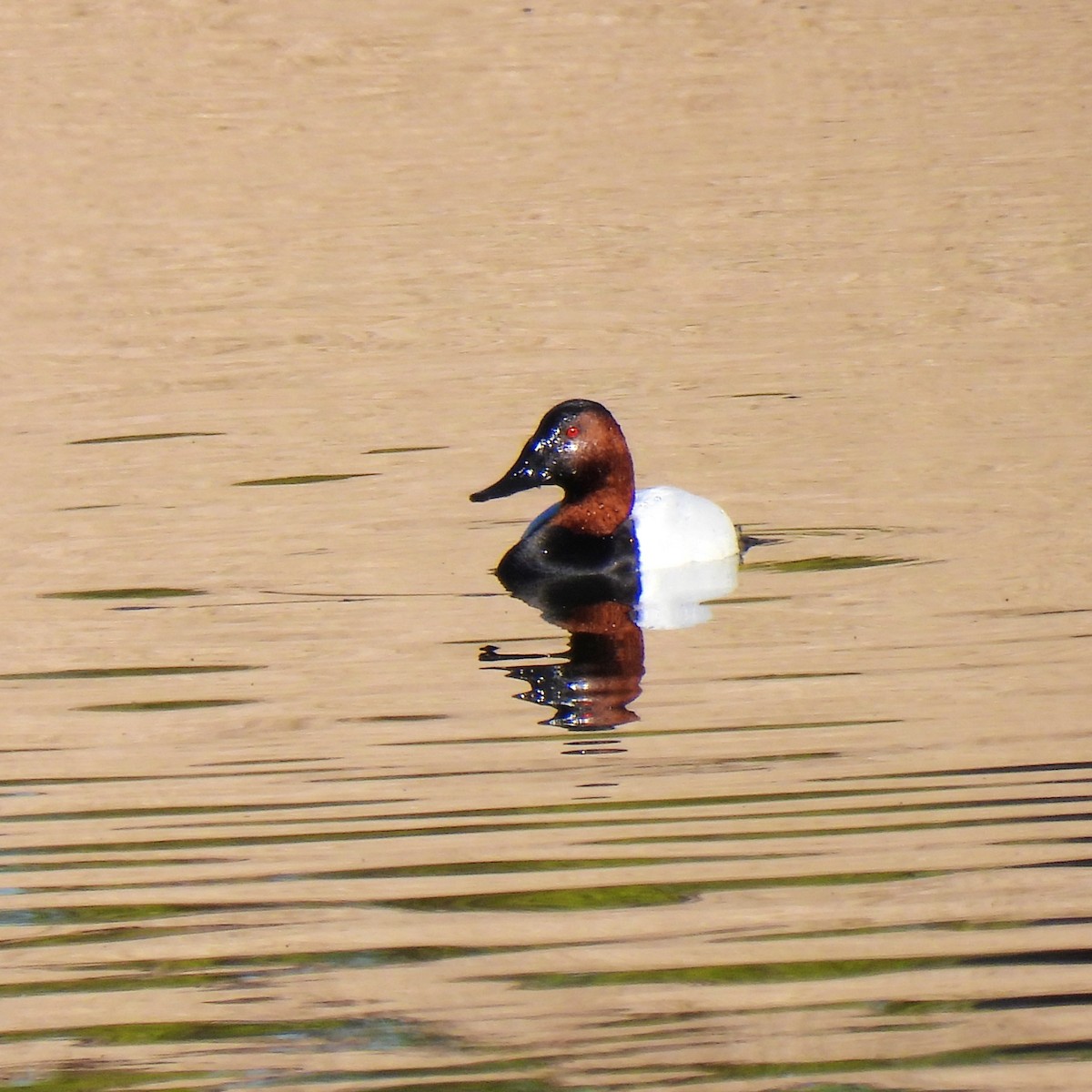 Canvasback - Susan Kirkbride