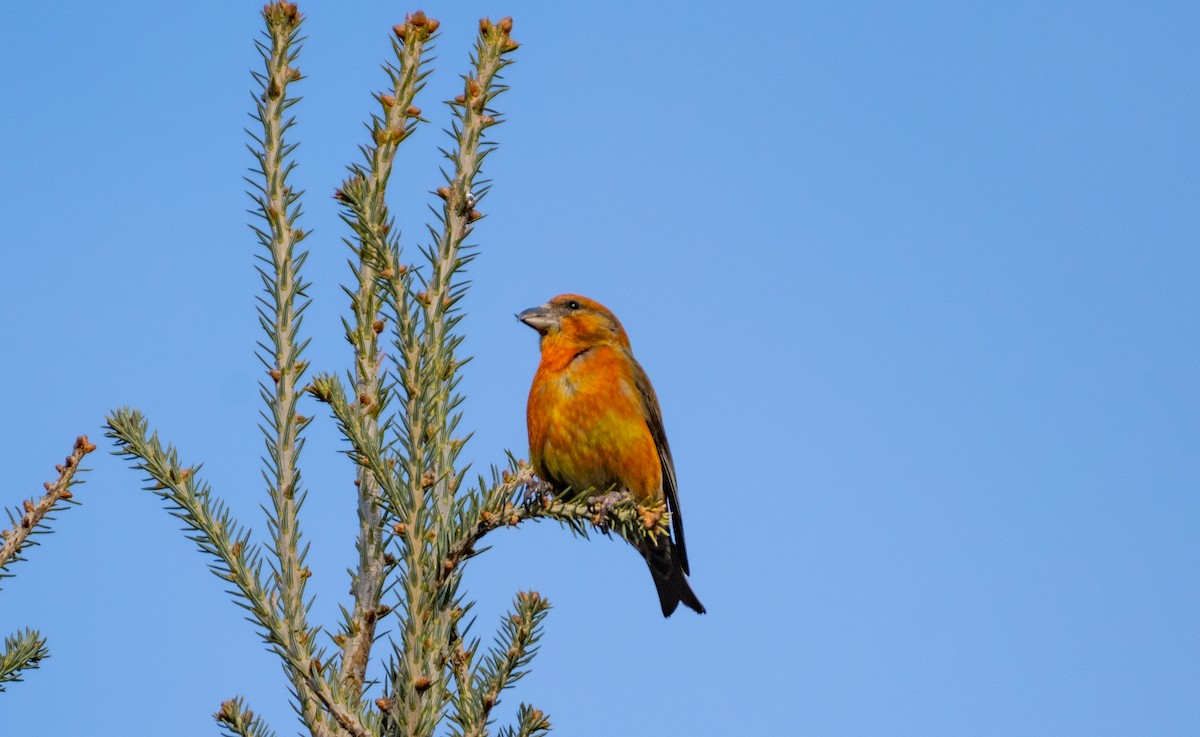 Red Crossbill - ML615355393