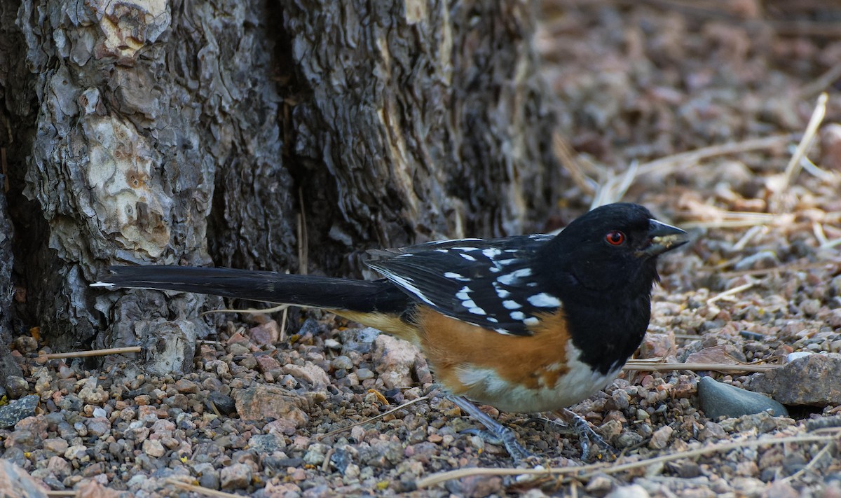 Spotted Towhee - ML615355398