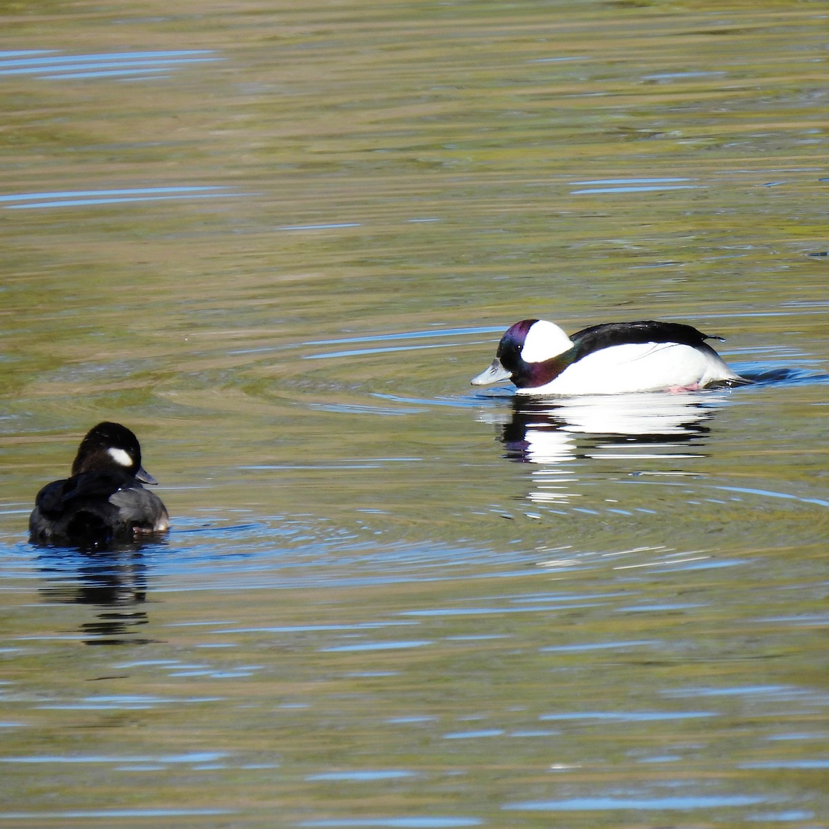 Bufflehead - ML615355400