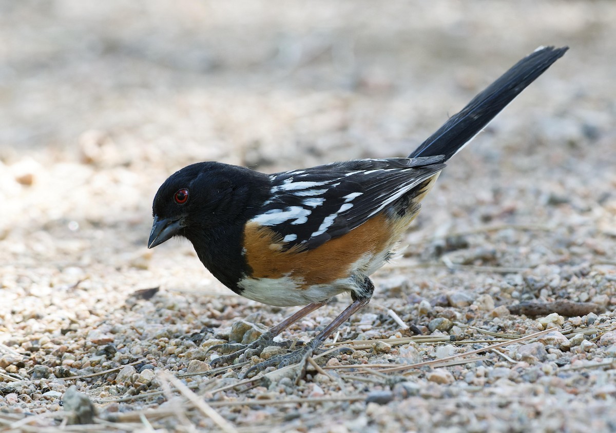 Spotted Towhee - ML615355402