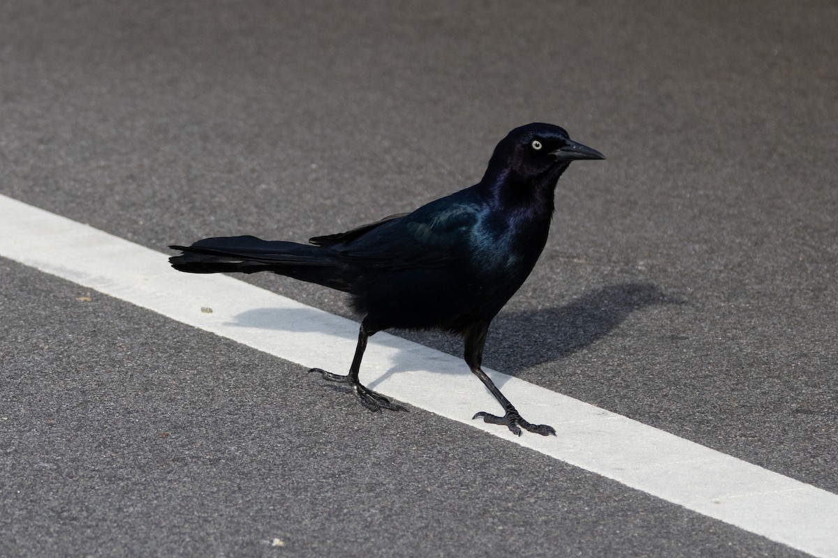 Boat-tailed Grackle - ML615355420