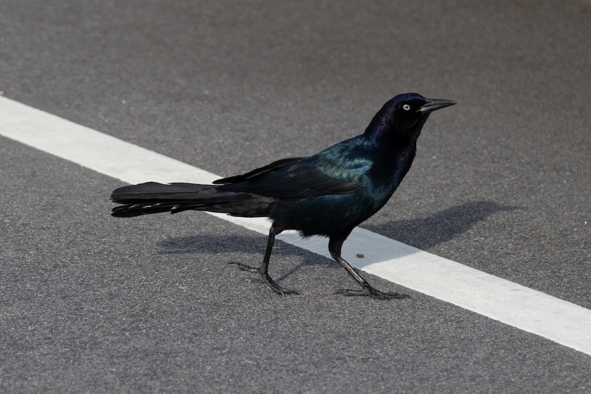 Boat-tailed Grackle - Robert Raffel