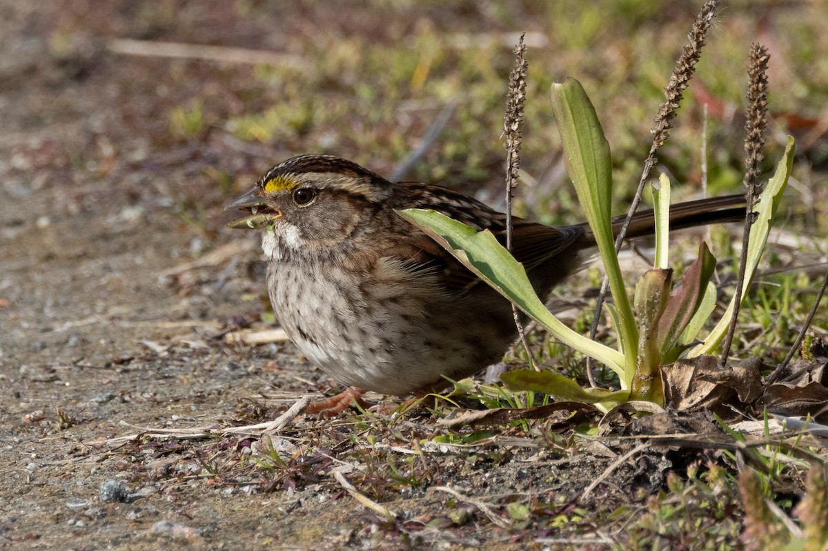 White-throated Sparrow - Robert Raffel
