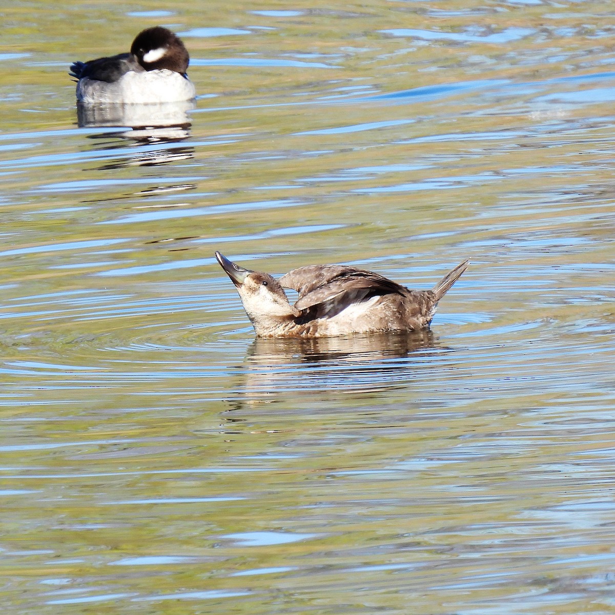 Ruddy Duck - ML615355435