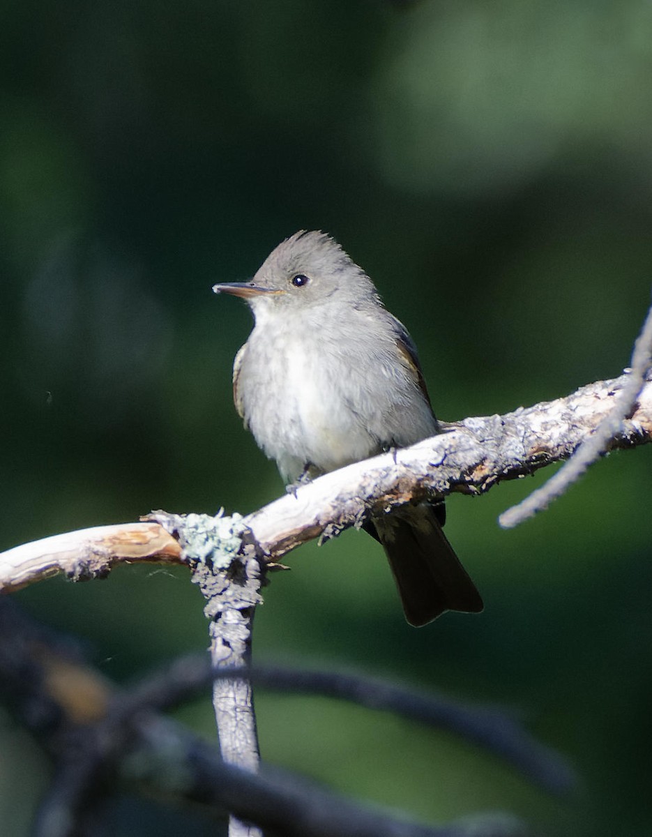 Western Wood-Pewee - Leslie Holzmann