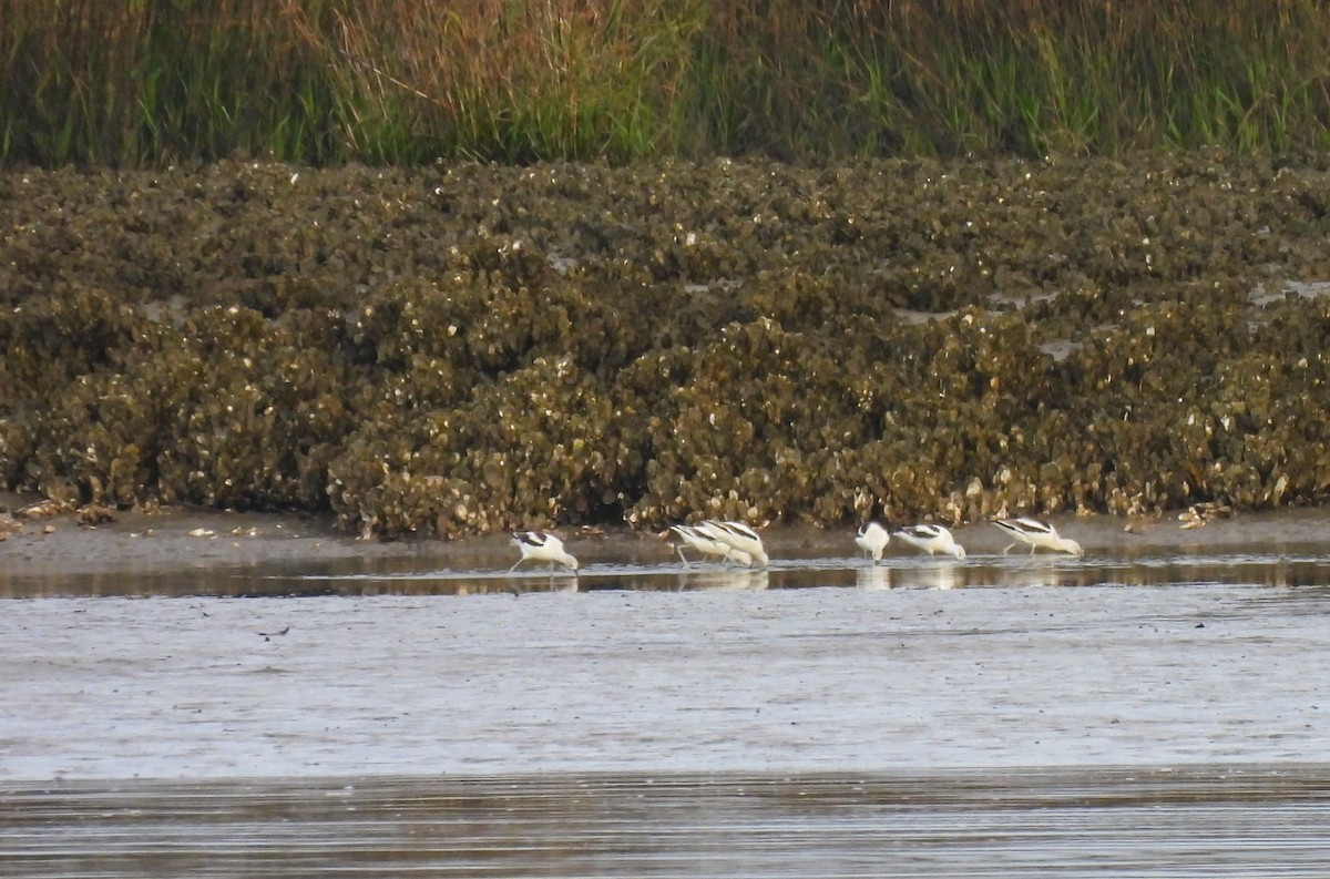 American Avocet - ML615355455