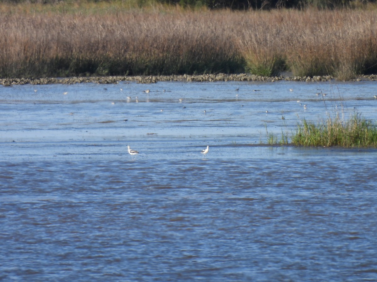 Avoceta Americana - ML615355457