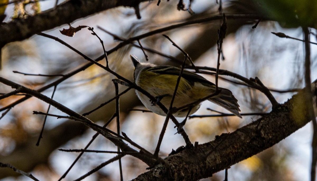 White-eyed Vireo - ML615355462