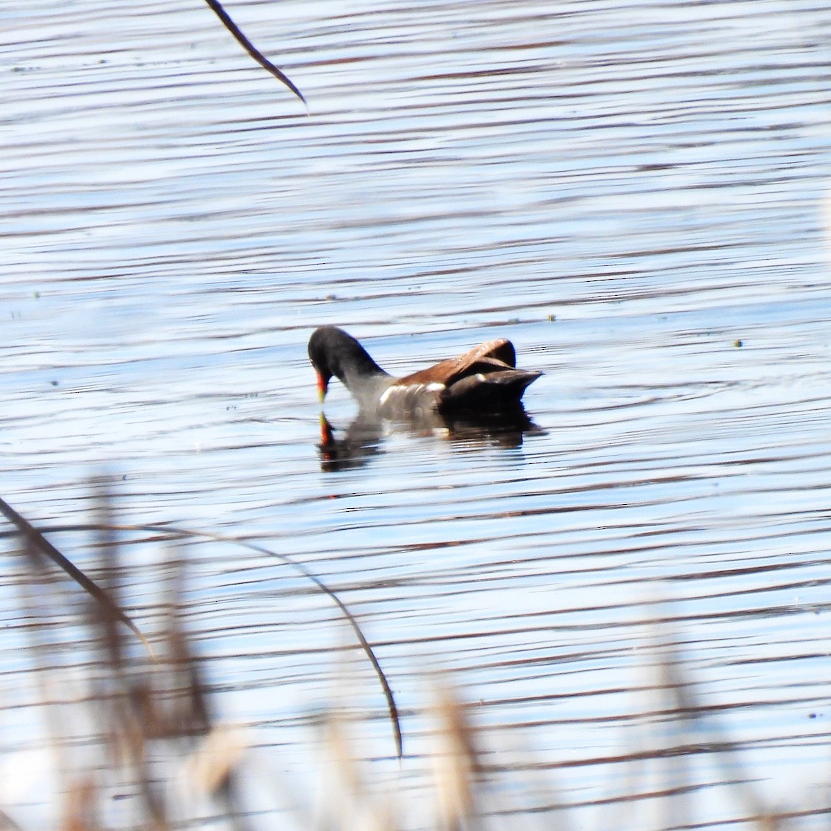 Gallinule d'Amérique - ML615355464