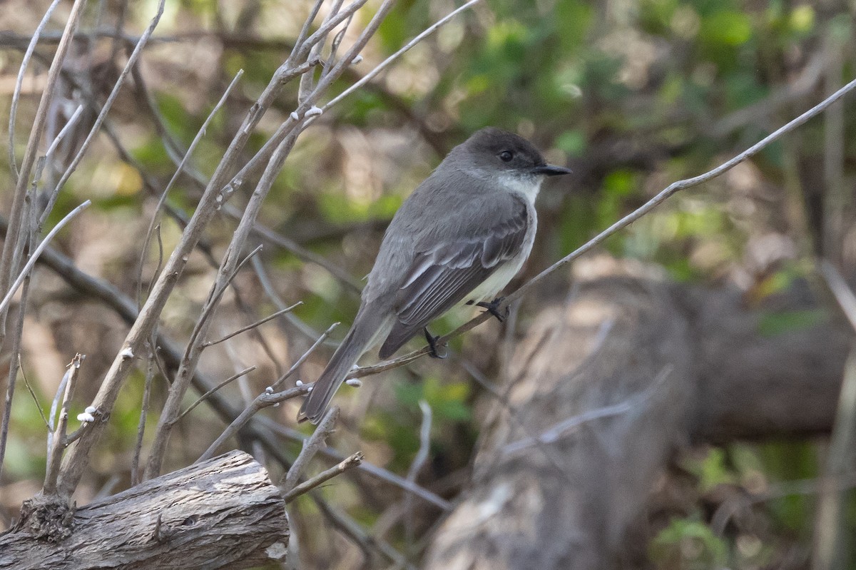 Eastern Phoebe - ML615355466