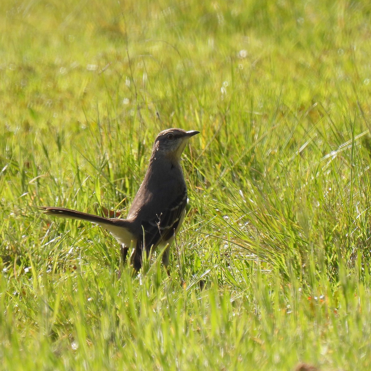 Northern Mockingbird - ML615355489