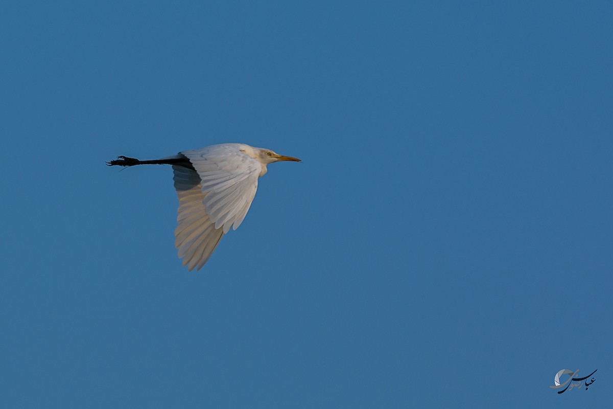 Medium Egret - Abbas Rizvi