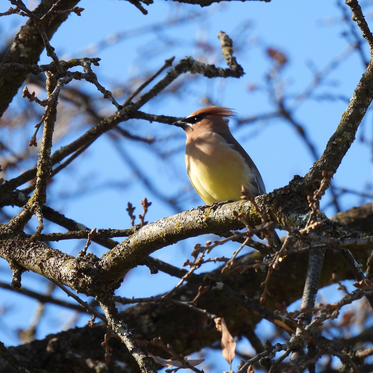 Cedar Waxwing - ML615355504