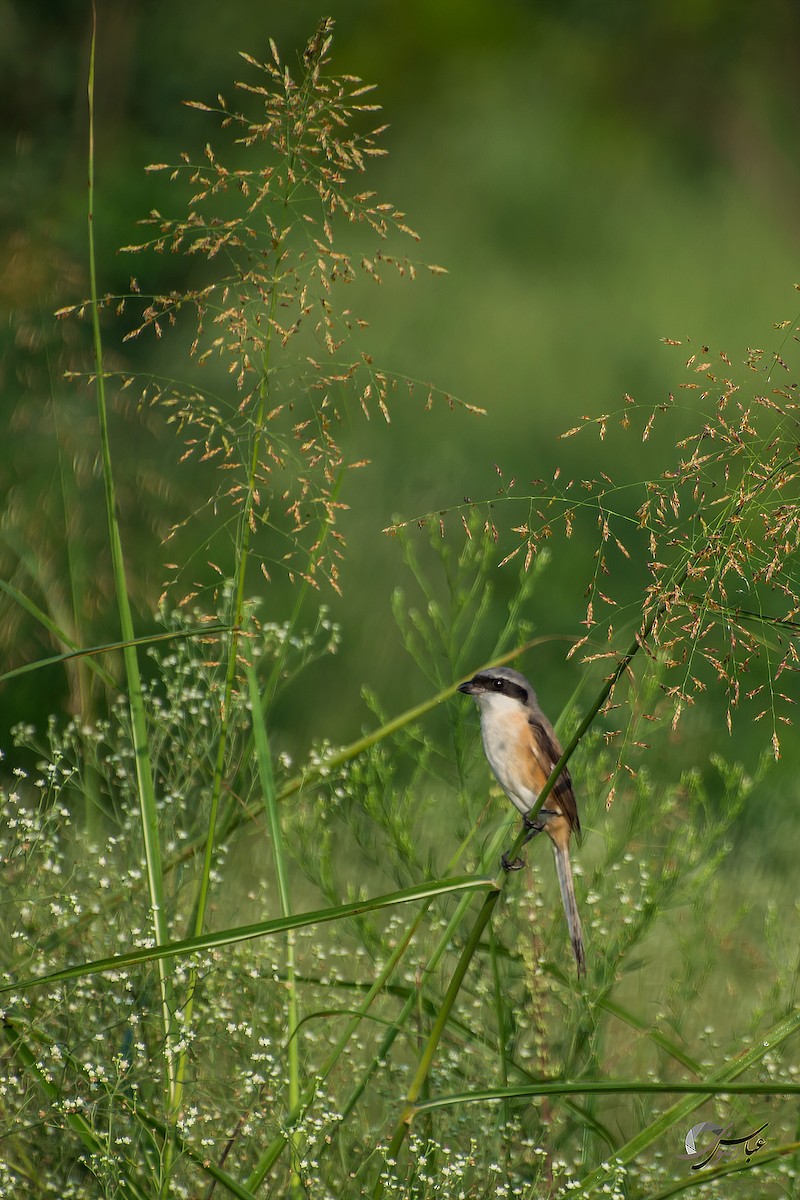 Long-tailed Shrike - Abbas Rizvi