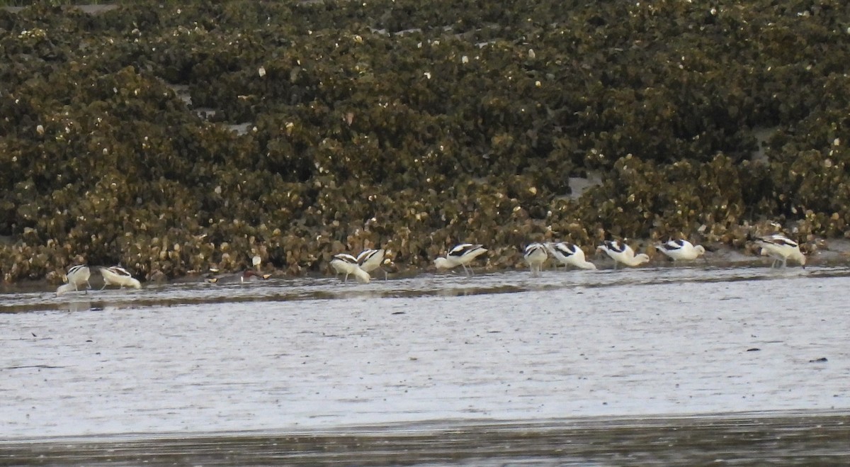 Avoceta Americana - ML615355584