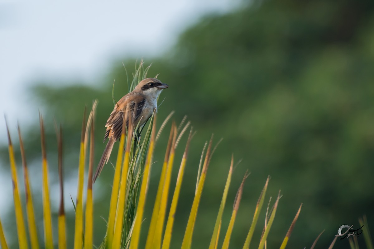 Long-tailed Shrike - Abbas Rizvi