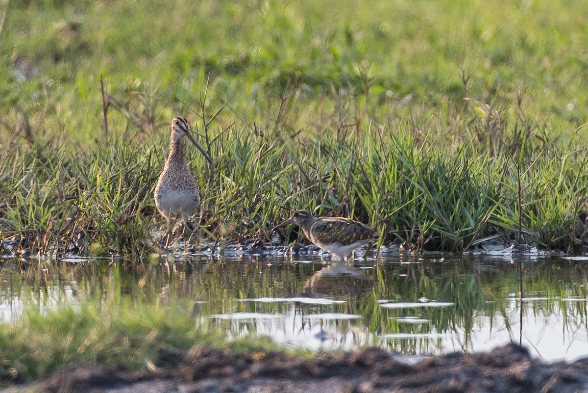 African Snipe - Anonymous