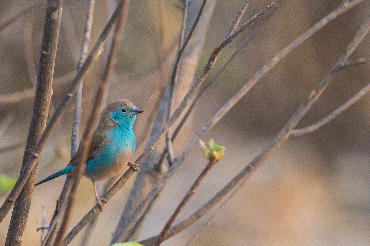 Southern Cordonbleu - Anonymous