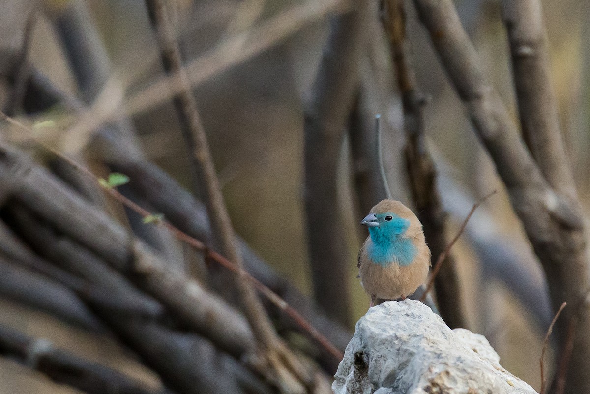 Southern Cordonbleu - ML615355805