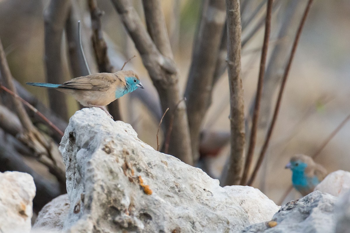 Southern Cordonbleu - ML615355806