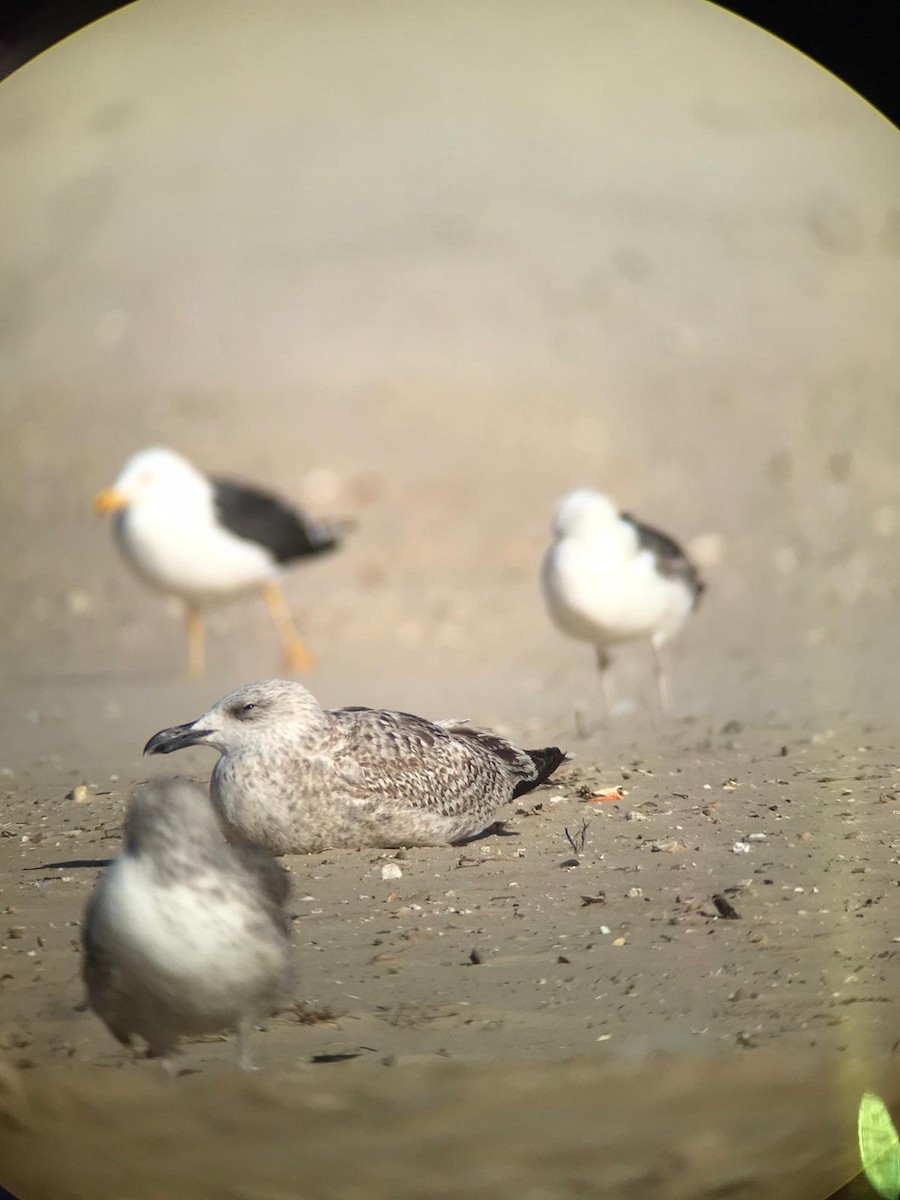 Herring Gull - ML615355881