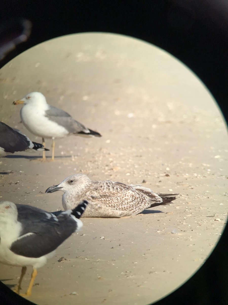 Herring Gull - ML615355882